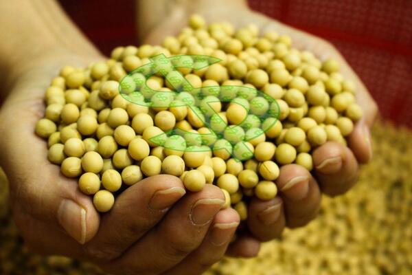 Decisão do STF isenta exportações indiretas de pagamento de Funrural